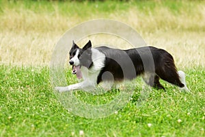 Running border collie