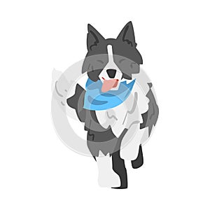 Running Border Collie Dog, Smart Shepherd Pet Animal with Black White Coat Cartoon Vector Illustration