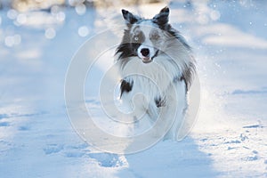 Running border collie dog in winter landscape