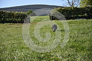 Running Border Collie in a Grass Pasture in the Spring