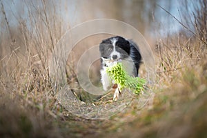 Running border collie puppy in winter time