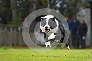 Running Border Collie