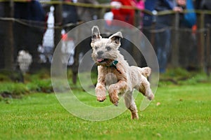 Running Border Terrier