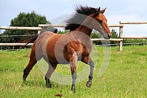 Running brown horse