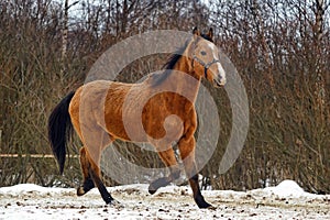 Running brown horse in corral