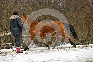 Running brown horse in corral