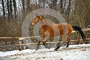 Running brown horse in corral