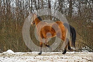 Running brown horse in corral