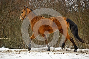 Running brown horse in corral