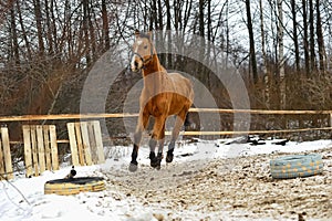 Running brown horse in corral