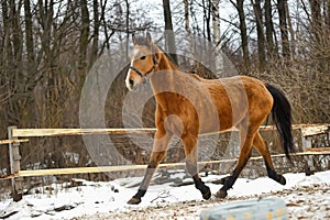 Running brown horse in corral