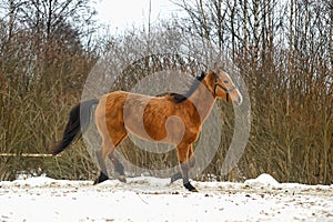 Running brown horse in corral