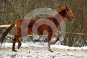 Running brown horse in corral