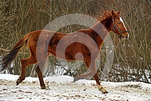 Running brown horse in corral