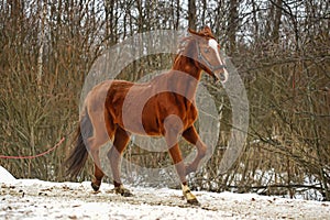 Running brown horse in corral