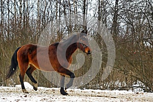 Running brown horse in corral