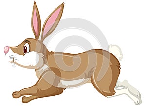 Running brown rabbit white background