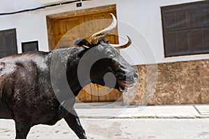 Running bull photo