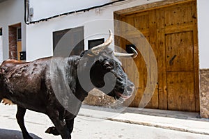 Running bull photo