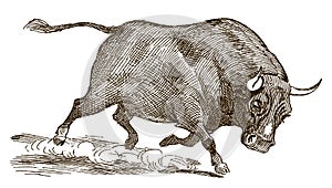 Running bull with lowered head in side view