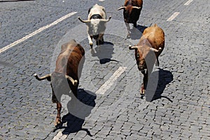 Running of the bulls in the Azores