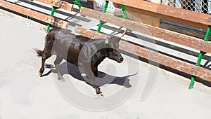 Running of the bulls at street fest in Spain photo