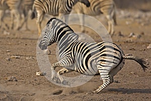 Running Burchells Zebra