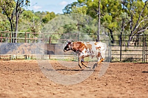 A Running Calf At an Australian Country Rodeo
