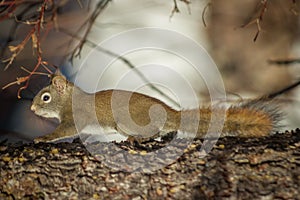 Running Canadian Red Squirrel