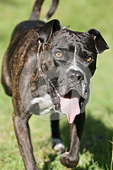 Running cane corso dog