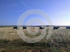 Running with Cattle