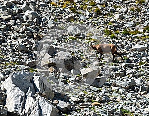 Running chamois in Vysoke Tatry mountains in Slovakia