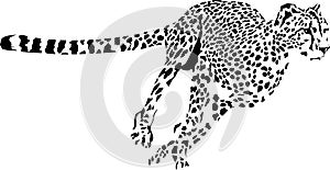 running cheetah