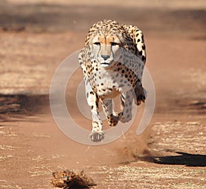 Running cheetah