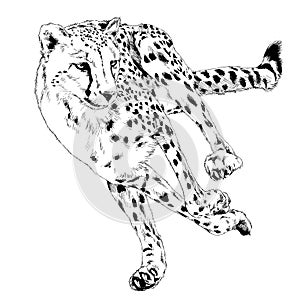 Running Cheetah drawn in ink by hand