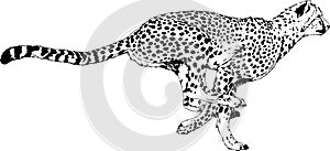 Running Cheetah drawn in ink by hand