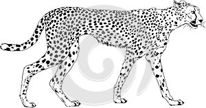 Running Cheetah hand-drawn with ink on white background