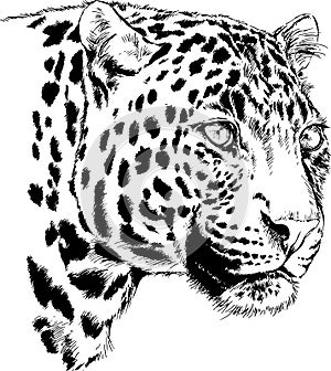 Running Cheetah hand-drawn with ink on white background logo
