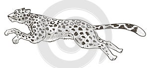 Running cheetah or leopard animal in motion vector