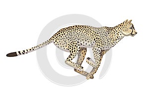 Running cheetah, one animal of African savannah, large spotted cat. Vector isolated object on a white background.