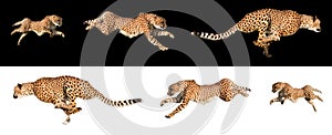 Running cheetah sequences