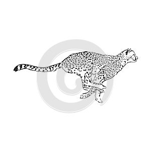 Running Cheetah, wild African cat, vector sketch illustration