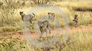 Running cheetahs