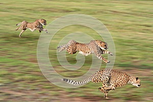 Running Cheetahs photo