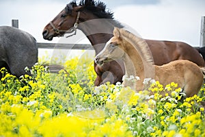 Running chestnut foal with herd  in yellow flowers  blossom paddock