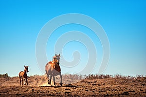 Running chestnut horse in a field. Summer day