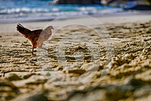 Running chicken on the beach, Baie Lazare beach, Mahe Island, Seychelles.