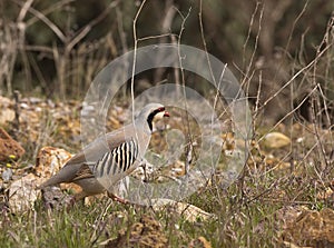 Running Chukar (Alectoris chukar) photo