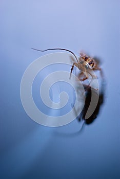 Running cockroach