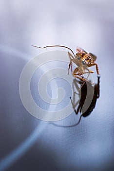 Running cockroach